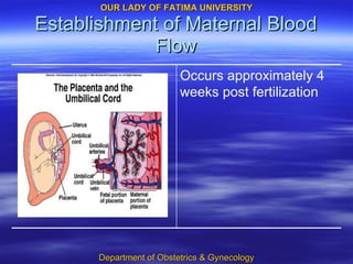 Establishment of Maternal Blood Flow Occurs approximately 4 weeks post fertilization 