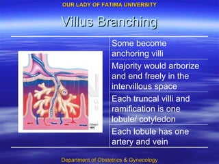 Villus Branching Each lobule has one artery and vein Each truncal villi and ramification is one lobule/ cotyledon Majority would arborize and end freely in the intervillous space Some become anchoring villi 