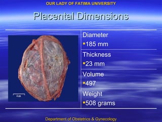Placental Dimensions Weight 508 grams Volume 497 Thickness 23 mm Diameter 185 mm 