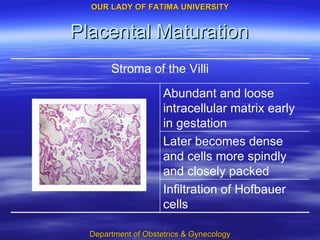 Placental Maturation Infiltration of Hofbauer cells Later becomes dense and cells more spindly and closely packed Abundant and loose intracellular matrix early in gestation Stroma of the Villi 
