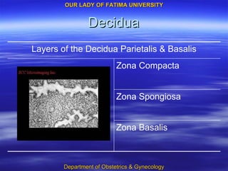 Decidua Zona Basalis Zona Spongiosa Zona Compacta Layers of the Decidua Parietalis & Basalis 