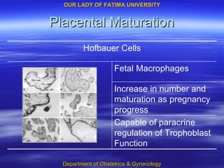 Placental Maturation Capable of paracrine regulation of Trophoblast Function Increase in number and maturation as pregnancy progress Fetal Macrophages Hofbauer Cells 