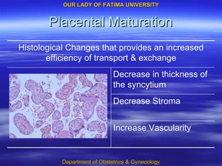 Placental Maturation Increase Vascularity Decrease Stroma Decrease in thickness of the syncytium Histological Changes that provides an increased efficiency of transport & exchange 