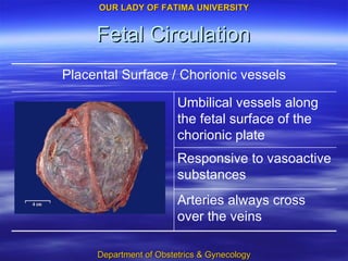 Fetal Circulation Arteries always cross over the veins Responsive to vasoactive substances Umbilical vessels along the fetal surface of the chorionic plate Placental Surface / Chorionic vessels 