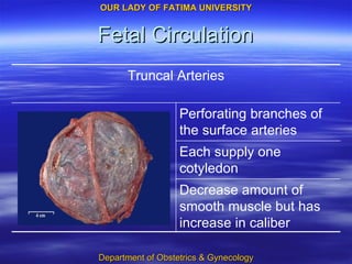 Fetal Circulation Decrease amount of smooth muscle but has increase in caliber Each supply one cotyledon Perforating branches of the surface arteries Truncal Arteries 