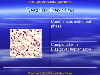 Decidua Reaction Completed with Blastocyst Implantation Commences mid-luteal phase 