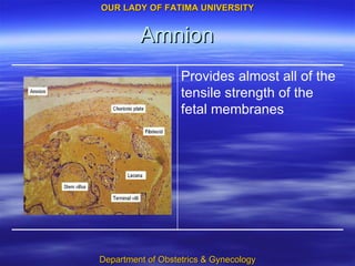 Amnion Provides almost all of the tensile strength of the fetal membranes 