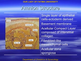 Amnion Structure Single layer of epithelial cells-ectoderm derived Acellular zona spongiosa Fibroblast-like mesenchymal cells Acellular Compact Layer composed of interstitial collagen Basement membrane 