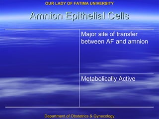 Amnion Epithelial Cells Metabolically Active Major site of transfer between AF and amnion 