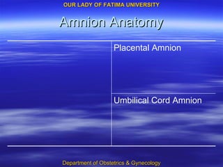 Amnion Anatomy Umbilical Cord Amnion Placental Amnion 
