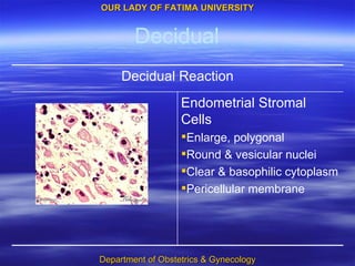 Decidual Endometrial Stromal Cells Enlarge, polygonal Round & vesicular nuclei Clear & basophilic cytoplasm Pericellular membrane Decidual Reaction 