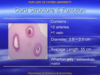 Cord Structure & Function Contains : 2 arteries 1 vein Wharton jelly :  extracellular matrix Average Length: 55 cm Diameter: 0.8 – 2.0 cm 