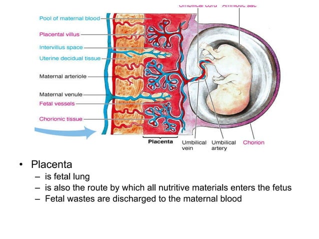 Placenta as an endocrine organ | PPT | Pregnancy | Reproductive Health