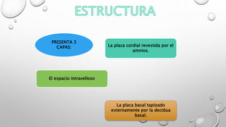 La placa cordial revestida por el
amnios.
El espacio intravelloso
La placa basal tapizado
externamente por la decidua
basal.
PRESENTA 3
CAPAS:
 