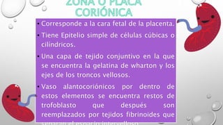 • Corresponde a la cara fetal de la placenta.
• Tiene Epitelio simple de células cúbicas o
cilíndricos.
• Una capa de tejido conjuntivo en la que
se encuentra la gelatina de wharton y los
ejes de los troncos vellosos.
• Vaso alantocoriónicos por dentro de
estos elementos se encuentra restos de
trofoblasto que después son
reemplazados por tejidos fibrinoides que
 
