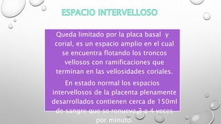 Queda limitado por la placa basal y
corial, es un espacio amplio en el cual
se encuentra flotando los troncos
vellosos con ramificaciones que
terminan en las vellosidades coriales.
En estado normal los espacios
intervellosos de la placenta plenamente
desarrollados contienen cerca de 150ml
de sangre que se renueva 3 a 4 veces
por minuto.
 
