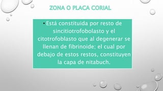 • Está constituida por resto de
sincitiotrofobolasto y el
citotrofoblasto que al degenerar se
llenan de fibrinoide; el cual por
debajo de estos restos, constituyen
la capa de nitabuch.
 