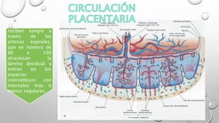 Los cotiledones
reciben sangre a
través de las
arterias espirales,
que en número de
80 a 100
atraviesan la
lámina decidual y
entran en los
espacios
intervellosos con
intervalos más o
menos regulares.
 