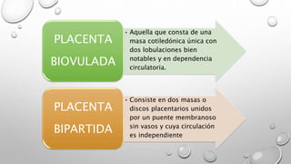 • Aquella que consta de una
masa cotiledónica única con
dos lobulaciones bien
notables y en dependencia
circulatoria.
PLACENTA
BIOVULADA
• Consiste en dos masas o
discos placentarios unidos
por un puente membranoso
sin vasos y cuya circulación
es independiente
PLACENTA
BIPARTIDA
 
