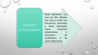 • Estas placentas con
mas de dos lóbulos
son raras y están con
frecuencia asociadas
a otras anomalías
como inserción
velamentosa o
existencia de
cotiledones o de
vasos aberrantes.
PLACENTA
SUCCENTUREADA
 
