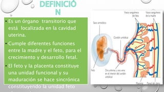 • Es un órgano transitorio que
está localizada en la cavidad
uterina.
• Cumple diferentes funciones
entre la madre y el feto, para el
crecimiento y desarrollo fetal.
• El feto y la placenta constituye
una unidad funcional y su
maduración se hace sincrónica
constituyendo la unidad feto
 