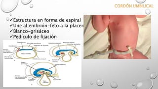 Estructura en forma de espiral
Une al embrión-feto a la placenta
Blanco-grisáceo
Pedículo de fijación
 