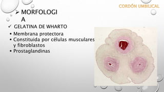  GELATINA DE WHARTO
 MORFOLOGI
A
 Membrana protectora
 Constituida por células musculares lisas
y fibroblastos
 Prostaglandinas
 
