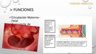  FUNCIONES
Circulación Materno-
Fetal
Transporte de
nutrientes
 