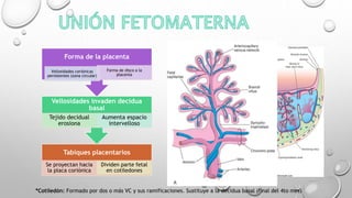 Tabiques placentarios
Se proyectan hacia
la placa coriónica
Dividen parte fetal
en cotiledones
Vellosidades invaden decidua
basal
Tejido decidual
erosiona
Aumenta espacio
intervelloso
Forma de la placenta
Vellosidades coriónicas
persistentes (zona circular)
Forma de disco a la
placenta
*Cotiledón: Formado por dos o más VC y sus ramificaciones. Sustituye a la decidua basal (final del 4to mes)
 