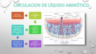 Membrana
corioamniótica
Grandes
cantidades de
agua
Líquido
intersticial
materno y
capilares
uterinos.
Cordón umbilical
y amnios se
adhieren a la
placa coriónica
en la superficie
fetal
Se produce un
intercambio de
líquidos con la
sangre fetal
Líquido
amniótico es
deglutido por el
feto
 