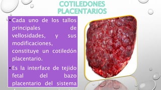 • Cada uno de los tallos
principales de
vellosidades, y sus
modificaciones,
constituye un cotiledón
placentario.
• Es la interface de tejido
fetal del bazo
placentario del sistema
 