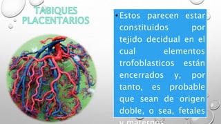 •Estos parecen estar
constituidos por
tejido decidual en el
cual elementos
trofoblasticos están
encerrados y, por
tanto, es probable
que sean de origen
doble, o sea, fetales
 