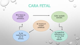 Mira hacia la
cavidad
amniótica.
Es de
superficie lisa
por el
amnios.
Se inserta el
cordón
umbilical.
Color azulado
acerado.
La superficie
vellositaria en
su cara fetal
es de
300cm2.
 
