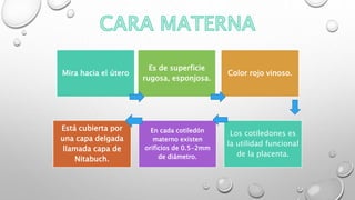 Mira hacia el útero
Es de superficie
rugosa, esponjosa.
Color rojo vinoso.
Está cubierta por
una capa delgada
llamada capa de
Nitabuch.
En cada cotiledón
materno existen
orificios de 0.5-2mm
de diámetro.
Los cotiledones es
la utilidad funcional
de la placenta.
 