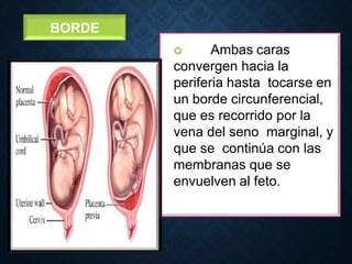 Comprehensive Overview of Placenta Structure, Function, and Hormonal ...