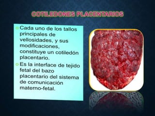 Comprehensive Overview of Placenta Structure, Function, and Hormonal ...