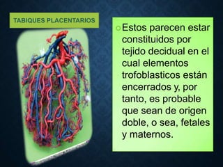 Comprehensive Overview of Placenta Structure, Function, and Hormonal ...
