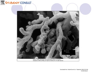 Downloaded from: StudentConsult (on 7 September 2009 02:34 PM) © 2005 Elsevier  