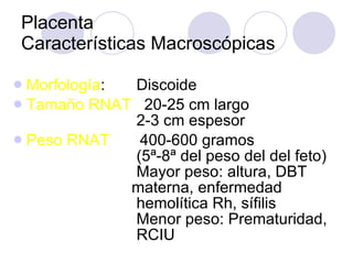 Placenta Características Macroscópicas Morfología :   Discoide Tamaño RNAT  20-25 cm largo      2-3 cm espesor  Peso RNAT   400-600 gramos    (5ª-8ª del peso del del feto)    Mayor peso : altura, DBT    materna, enfermedad    hemolítica Rh, sífilis    Menor peso : Prematuridad,    RCIU 