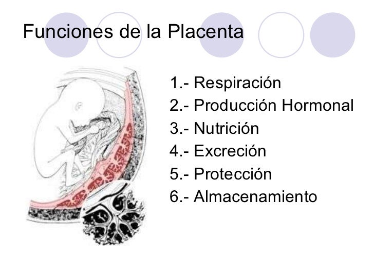 Placenta