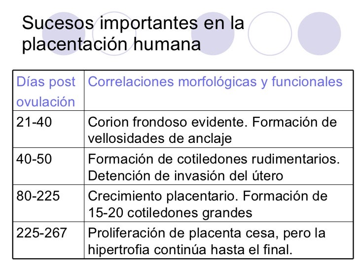 Placenta