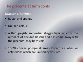 The placenta at term contd…
Maternal surface
• Rough and spongy

• Dull red colour

• A thin greyish, somewhat shaggy laye...