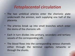 Fetoplacental circulation
• The two umbilical arteries enter the chorionic plate
  underneath the amnion, each supplying o...