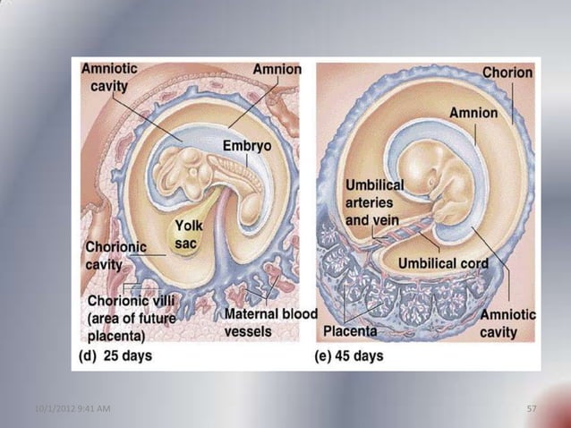 Growth And Function Of The Normal Human Placenta – OG Artland