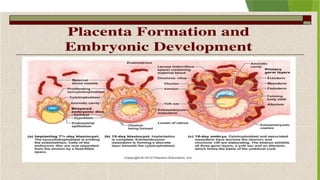placenta development ( placenta development ) | PPTX