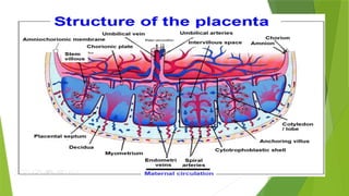 placenta development ( placenta development ) | PPTX