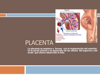 PLACENTA La placenta se empieza a  formar  con la implantación del embrión en la pared uterina y se desarrolla de las células  del esperma y del ovulo  que dieron desarrollo al feto. 