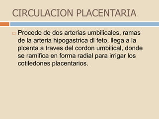 CIRCULACION PLACENTARIAProcede de dos arterias umbilicales, ramas  de la arteria hipogastrica dl feto, llega a la plcenta a traves del cordon umbilical, donde se ramifica en forma radial para irrigar los cotiledones placentarios. 
