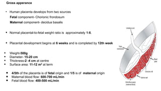 Comprehensive Overview of Placenta: Development, Function, and ...