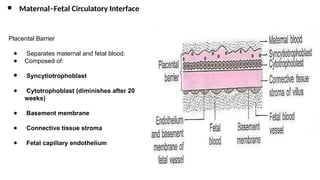 Comprehensive Overview of Placenta: Development, Function, and ...